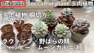 178{多肉植物}エケベリアの胴切り❖ラウトップ・野ばらの精・ティッピー・ムーンガドニス Succulent