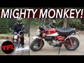 Tiny Bike, Huge Mountain: I Take The Honda Monkey Up A Colorado Mountain — What Could Go Wrong?