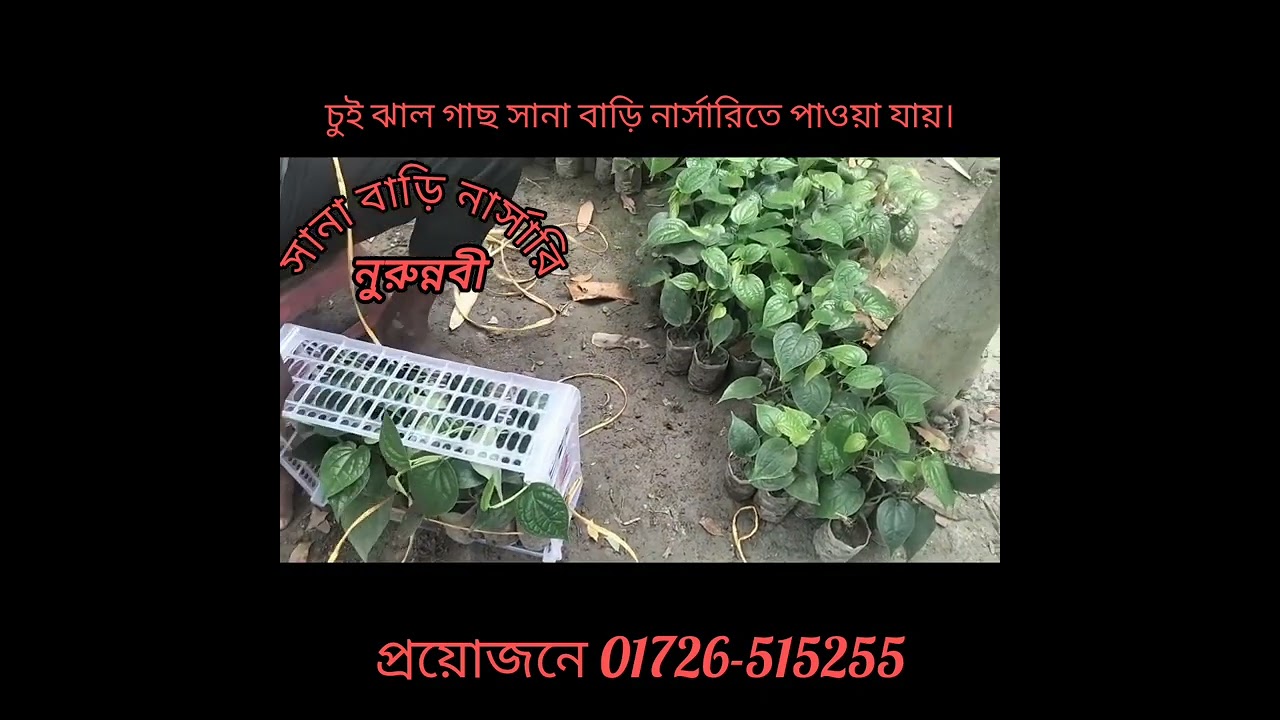 চুই ঝাল গাছ সানা বাড়ি নার্সারিতে পাওয়া যায়।প্রয়োজনে 01726-515255