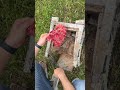 We found a mysterious steel safe abandoned in the river ( Opened )