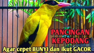 KICAU BURUNG KEPODANG EMAS GACOR FULL_PANCINGAN AMPUH