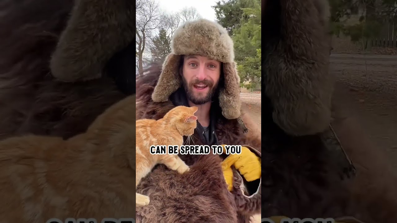 Why Don T We Eat Cats 