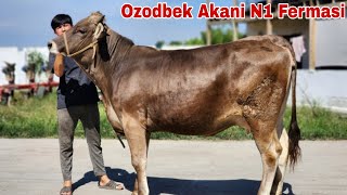 Ozodbek Aka Rekord Qoydi Bir Kunda 40 Ta Mol Sotdi Sababi Narxlar Arzon