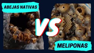 CARACTERISTICAS DE LAS MIELES en Abejas sin Aguijón .Todo lo que necesitas saber, #meliponicultura