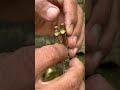 grafting #gardening #bonsai #grafting