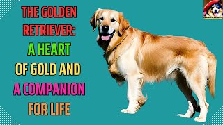 The Golden Retriever: A Complete Guide to the Beloved Breed and Companion for Life! by Fantastic animals 78 views 10 months ago 5 minutes, 38 seconds