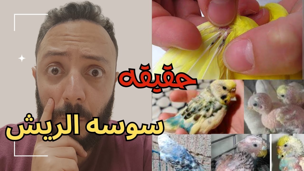 سوس الريش والقلش الفرنسي في الطيور