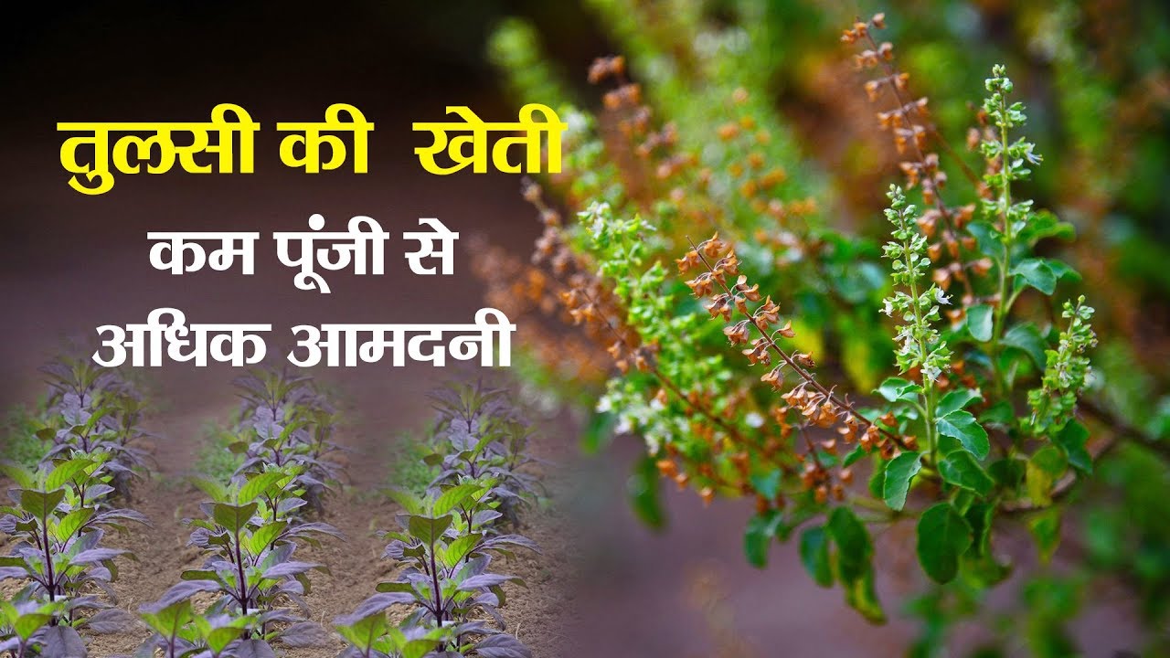 tulsi ki kheti: तुलसी सिर्फ पूजा के लिए नहीं! अब कमाई का भी ज़रिया! जानें लागत, मुनाफा और बाजार