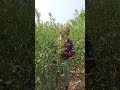 ভেত সরিষা গাছ #viral #agriculture #foryou