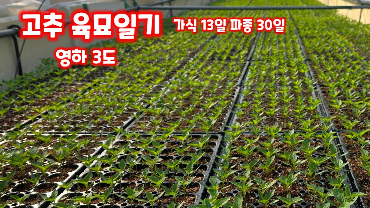 고추 육묘 일기 가식 13일 파종 30일 에코 블럭  EDK 물주기 청태 예방 충북 괴산 풀뿌리농장 [고추재배방법]
