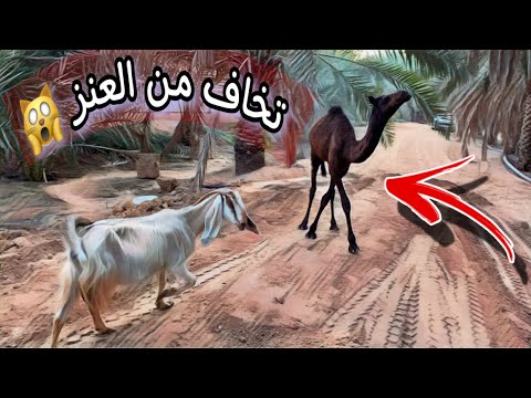 ردة فعل الناقه سويره لما جبت لها المعزه الحامل فتحيه