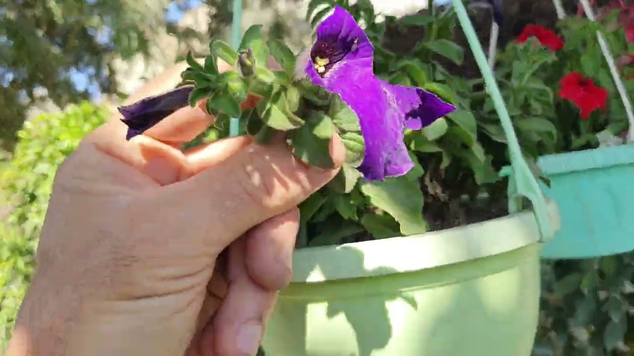 جولة في حديقتي المنزلية 🌱⚘️جنتي حديقتي🌱⚘️