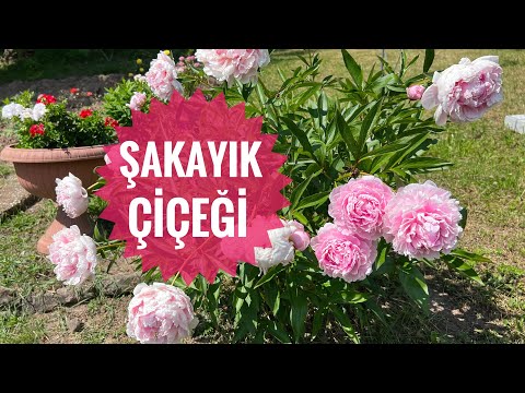 Video: Spirea Çalı Nakli - Bir Spirea Çalısını Bahçede Taşımanın İpuçları