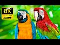 Breathtaking Colorful Birds Collection in 8K ULTRA HD / Relax Forest Ambient