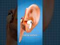 how to use earbuds safely #earbuds #safety #shorts