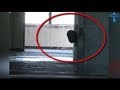 Top 10 Mysterious & Scary Creature Caught On Camera