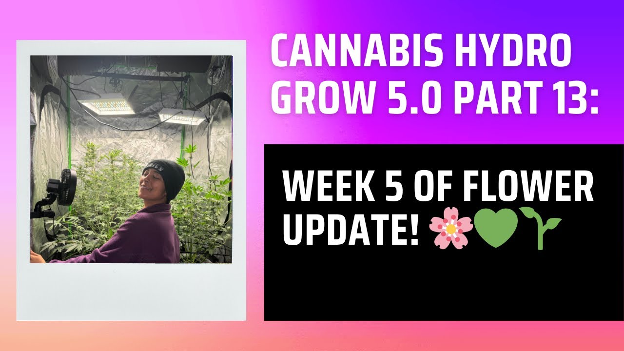Cannabis Hydro Grow 5.0 Part 13: Week 5 of Flower Update! 🌸🌱💚 (December 31st 2024)