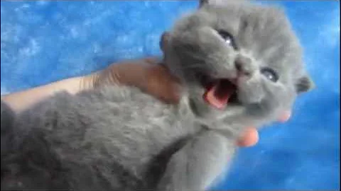 Video 714811: gray british shorthair kitten, purr, cat sound beautiful