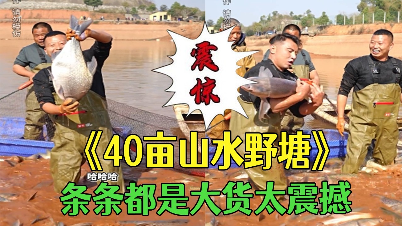 40畝山水野塘，條條都是大貨太震撼！ #小飛哥 #三農 #新農人計劃 #護外  #抓魚  #我要上熱門