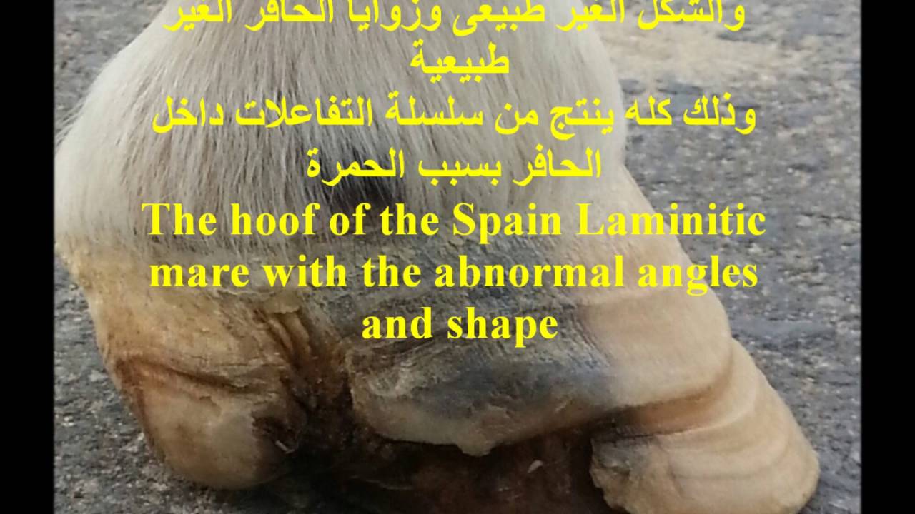 Laminitic Spain Mare After treatment فرس أسبانيه محمورة بعد العلاج