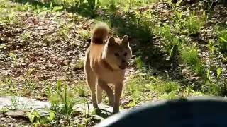【柴犬】タロー、朝日をまとう