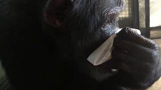 Bow Blows his Nose with a Tissue Bow Blows his Nose with a Tissue