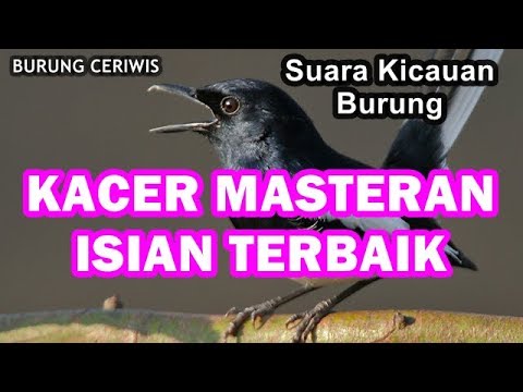 suara-kicauan-burung-kacer-masteran-terbaik-full-isian-gacor-ngerol-ngeplong-tembakan