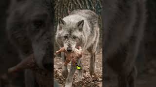 Ils ont Sauvé Un CHIOT… Puis Ont Découvert un LOUP 😱🐺 #shorts