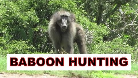 NON - STOP BABOON HUNTING