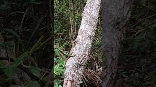 Binatang biawak panjat pohon
