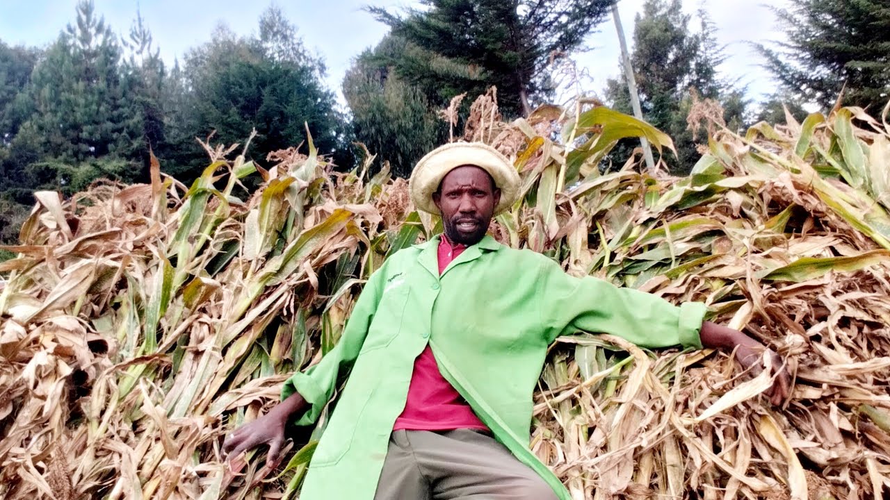 Making Silage from Scratch |🗡️ Hand-Cutting Corn in Our New Homestead🏠