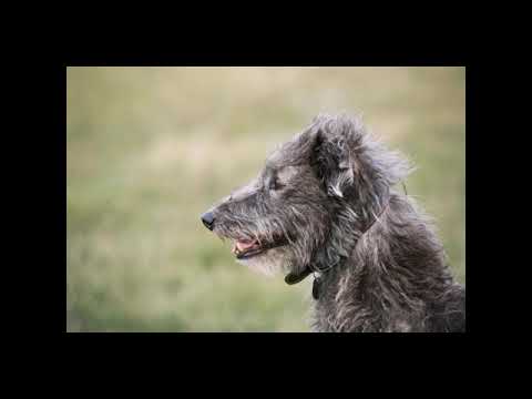 Deerhound dog breed.. Biggest.. Hunters.. Breed... Amazing👍👍 short👍👍