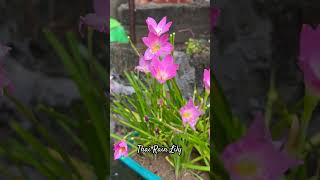 Thai Rain Lily ️️ #rooftopgarden #garden #naturelovers