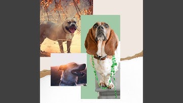 Divine Moods for Soothing Puppies