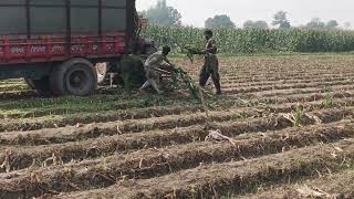How to make maize silage 