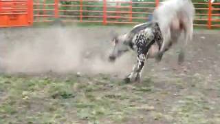 Shanes Bulls 008.avi