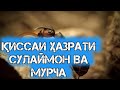 ҚИССАИ ҲАЗРАТИ СУЛАЙМОН ВА МУРЧА!