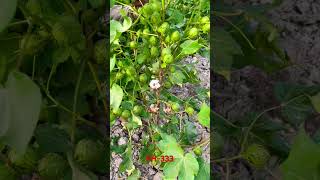 #FH333 #cotton #varity #seed #agriculturefarming #youtubeshorts #plant #cotton