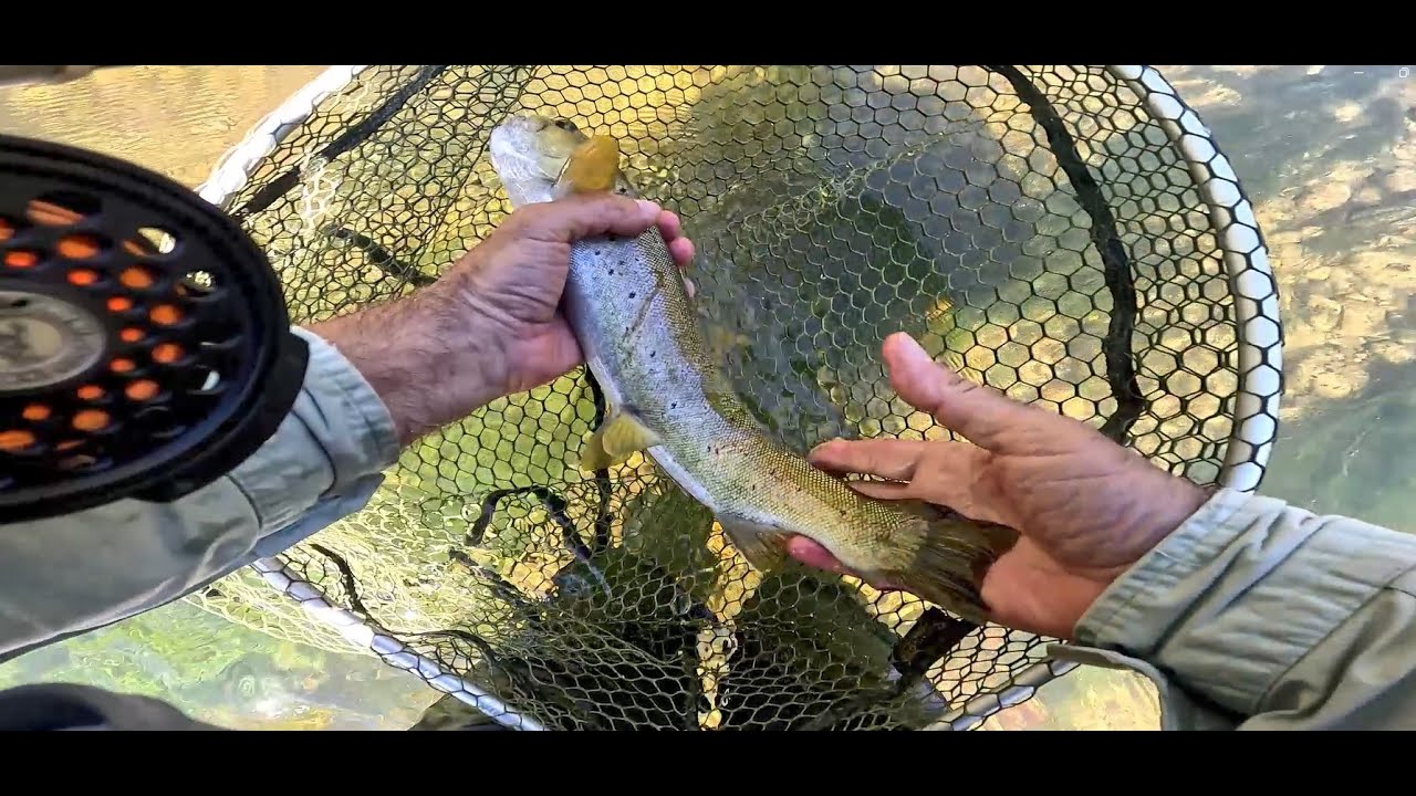 DOS EMERGENTES CURVAS: LA TOSTADA Y LA OLIVA