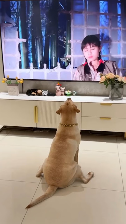 'Ekspresi Kaget   Lari Ketakutan! Anjing Ini Bikin Ngakak 😱🐶'
