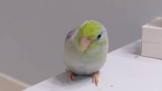 Why Do I Like Parrotlets More Than Lovebirds?