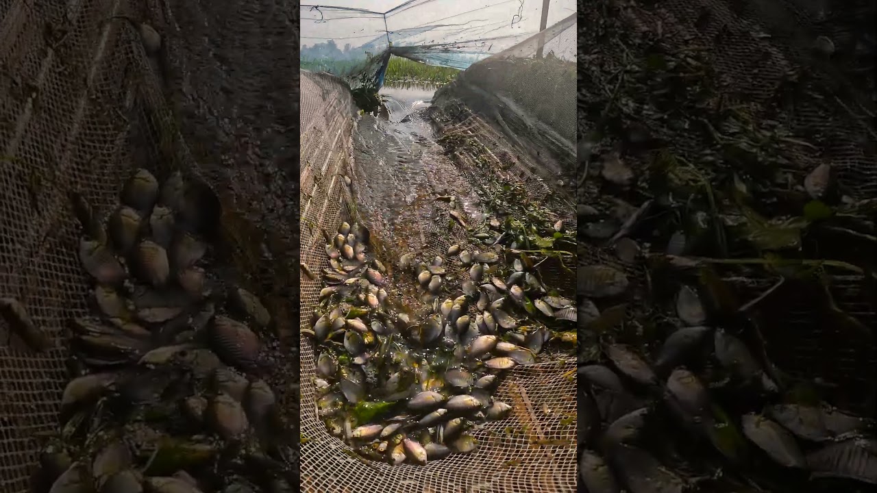 Huge Catch of Chapra Fish from Beel | Rural Fishing Life 