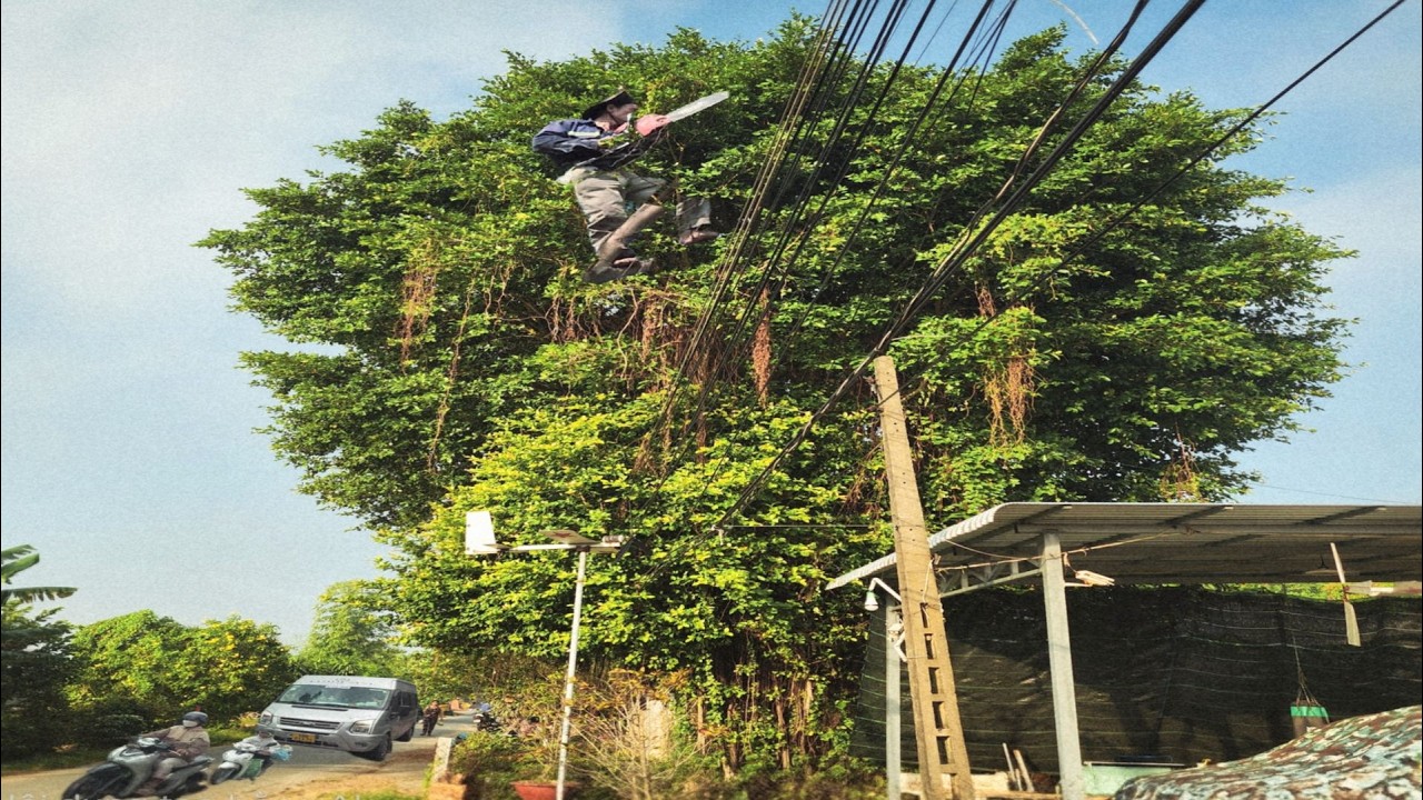 Cưa Cây Xanh Siêu To Trùm Hết Dây Điện /Giant Tree Saw That Completely Covers Electrical Wires |P232
