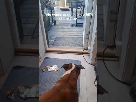top 3 staffy moments- 3 iconic staffy stuff