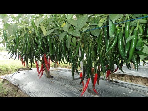 Most Amazing Fruits and Vegetables Farming Technique