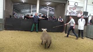 20230906121727 Auldhouseburn  ewe lamb  £3800  to Thomas Muirhead