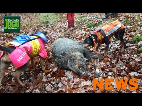 Video: Der Verhasste Italienische Jäger Stirbt Bei Einer Jagd