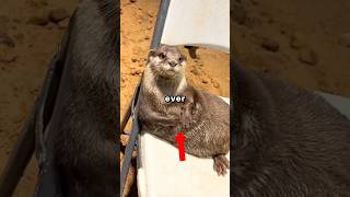 People don't know this about otters!