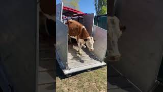Llegan 4 Simmental más a Prado Alegre. Qué maravilla de animales. #simmental #vacas #salmoral