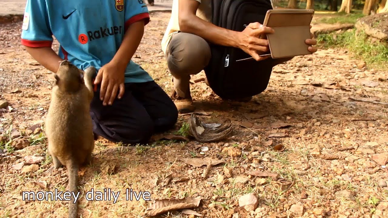 WOW! OMG!! Monkeys group meeting near Bayon temple - monkey group playing  - monkeys eating video